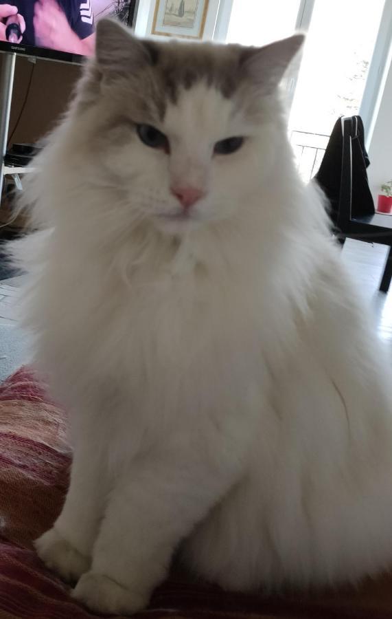 Les Oliviers De Bastet Bed & Breakfast Bendejun Bagian luar foto